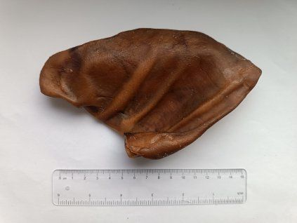 Ucho bravčové XL 13-25CM/30-90G 1 ks